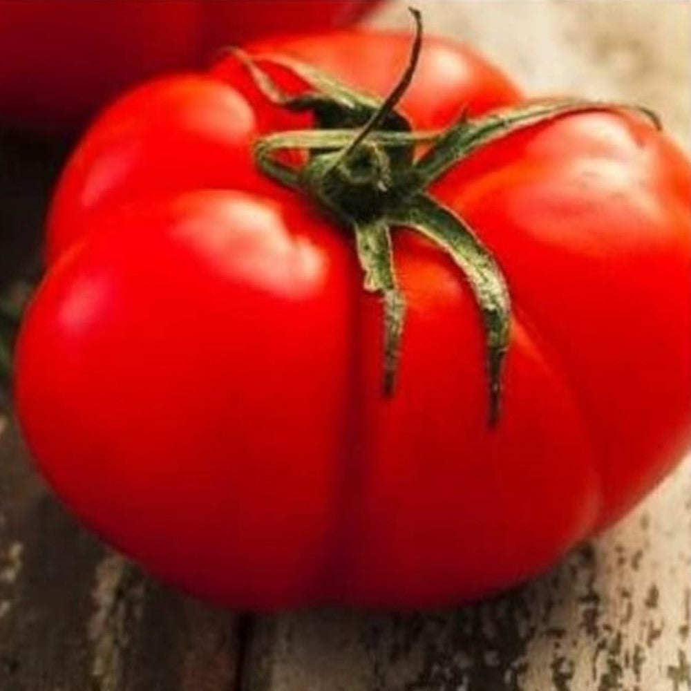 Beefsteak Tomato Seeds | NON-GMO | Instant Latch Fresh Garden Seeds