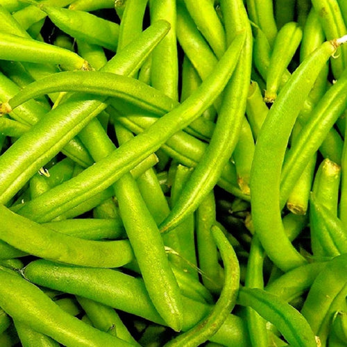 Contender Bush Bean Seeds | NON-GMO | Fresh Garden Seeds